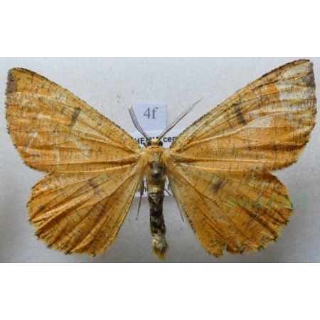 Angerona prunaria (Linnaeus, 1758) Rączyk leszczyniak Czech4f